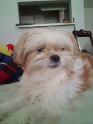 Lost Male Dog last seen W Bellfort ave Houston tx 77035, Houston, TX 77035