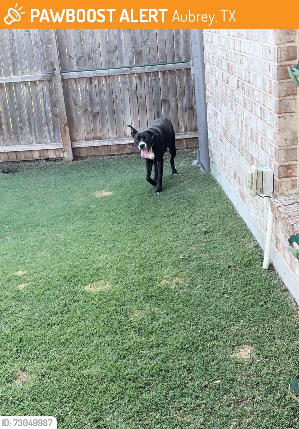 Found/Stray Female Dog last seen Silverado Subdivision , Aubrey, TX 76227
