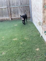 Found/Stray Female Dog last seen Silverado Subdivision , Aubrey, TX 76227