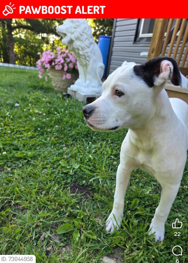 Lost Male Dog last seen Near summit st excelsior springs mo 64024, Excelsior Springs, MO 64024