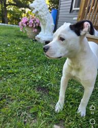 Lost Male Dog last seen Near summit st excelsior springs mo 64024, Excelsior Springs, MO 64024