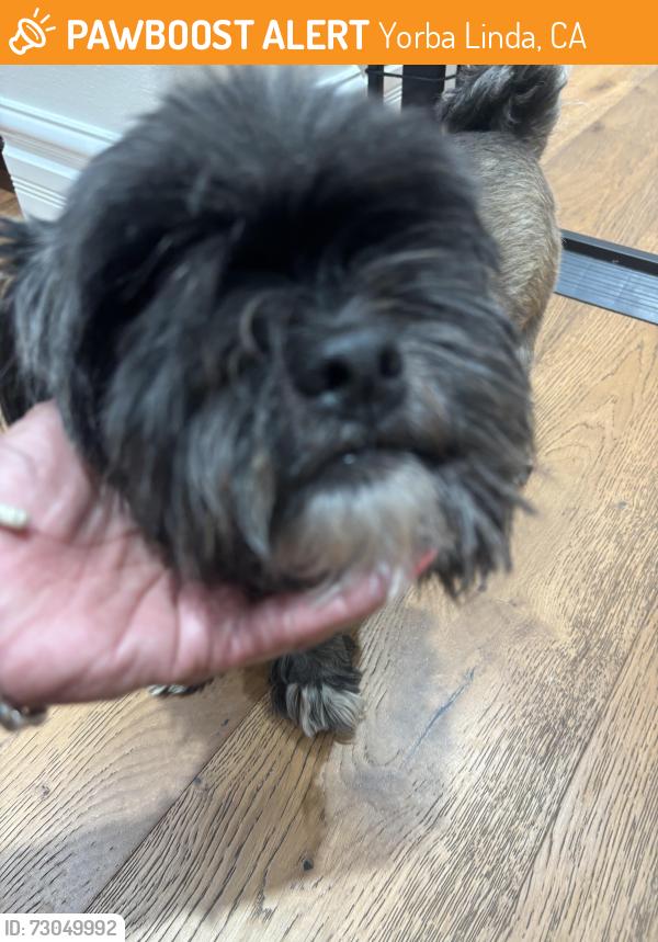 Found/Stray Male Dog last seen Eureka and Yorba Linda, Yorba Linda, CA 92886