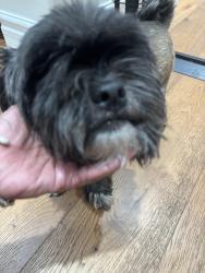 Found/Stray Male Dog last seen Eureka and Yorba Linda, Yorba Linda, CA 92886
