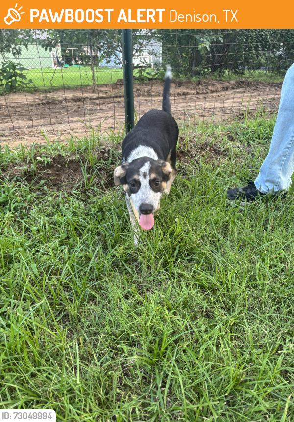 Found/Stray Male Dog last seen Monterey St. & Barrett St. , Denison, TX 75020