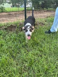 Found/Stray Male Dog last seen Monterey St. & Barrett St. , Denison, TX 75020