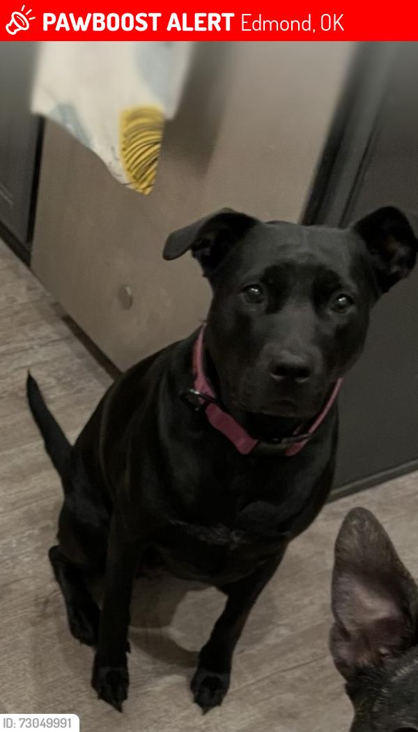 Lost Female Dog last seen Waterloo/Penn, Edmond, OK 73025