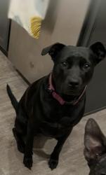 Lost Female Dog last seen Waterloo/Penn, Edmond, OK 73025