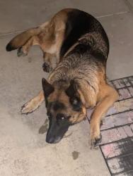Reunited Unknown Dog last seen Joppatowne, Joppatowne, MD 21085