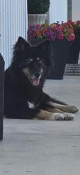 Lost Female Dog last seen Hill rd and Pleasant Gap rd l, Andersonville Pike, Knoxville, TN 37938