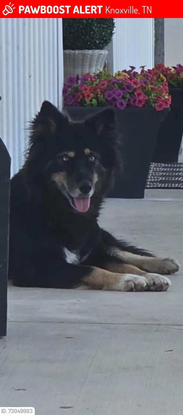 Lost Female Dog last seen Hill rd and Pleasant Gap rd l, Andersonville Pike, Knoxville, TN 37938