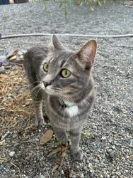 Found/Stray Unknown Cat last seen Cannon St. & Nora Ave, Spokane, WA 99205