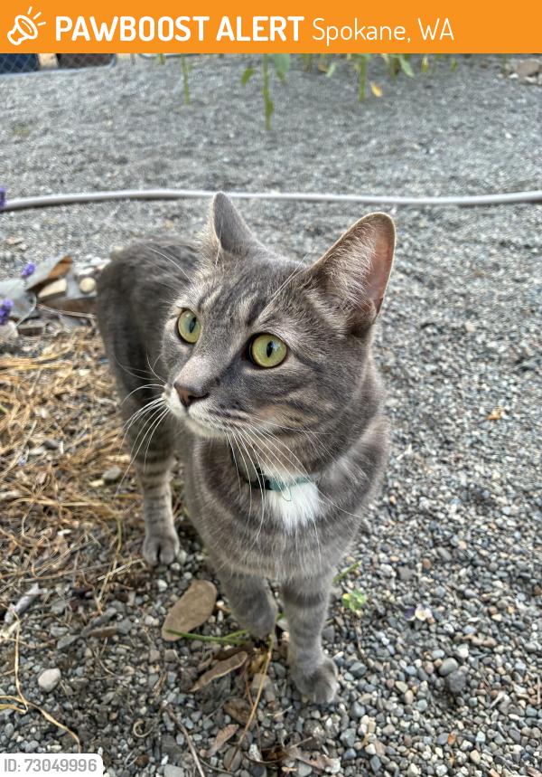 Found/Stray Unknown Cat last seen Cannon St. & Nora Ave, Spokane, WA 99205