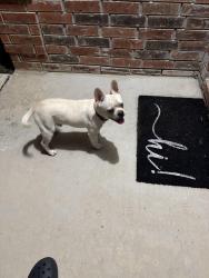 Found/Stray Unknown Dog last seen War cloud, San Antonio, TX 78242