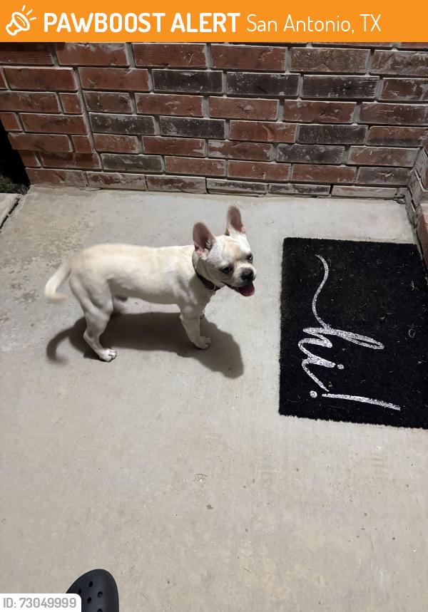 Found/Stray Unknown Dog last seen War cloud, San Antonio, TX 78242