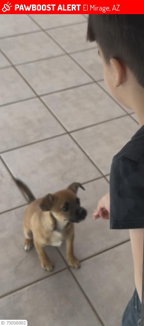 Lost Male Dog last seen 124th and Sweetwater, El Mirage, AZ 85335