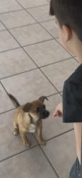 Lost Male Dog last seen 124th and Sweetwater, El Mirage, AZ 85335