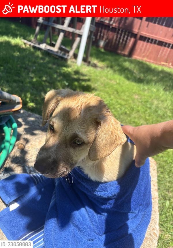 Lost Male Dog last seen Cherry creek, Houston, TX 77017