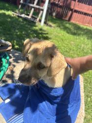 Lost Male Dog last seen Cherry creek, Houston, TX 77017