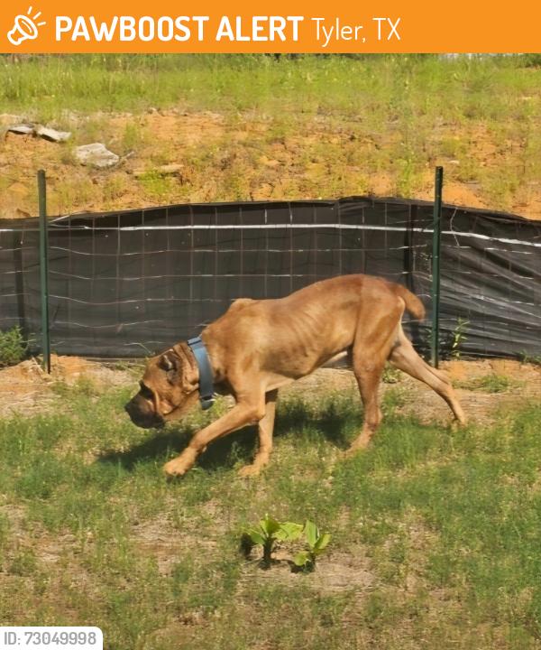 Found/Stray Male Dog last seen County Road 46 / Dr. Bundy, Tyler, TX 75704