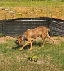 Found/Stray Male Dog last seen County Road 46 / Dr. Bundy, Tyler, TX 75704
