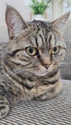 Reunited Female Cat last seen Battleford and Osprey blvd, Mississauga, ON L5N 6H1
