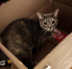 Lost Female Cat last seen Water St, Lumberton, NC 28358