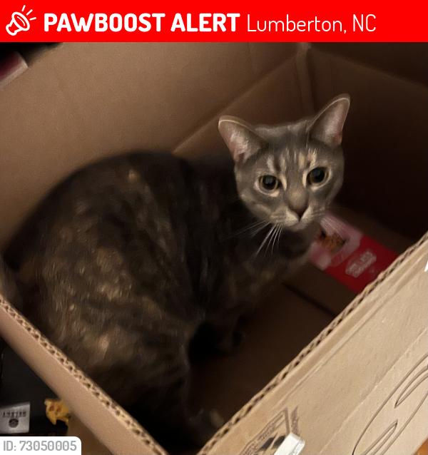 Lost Female Cat last seen Water St, Lumberton, NC 28358