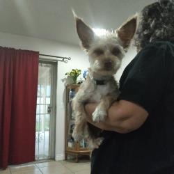 Reunited Male Dog last seen North upland , Upland, CA 91786
