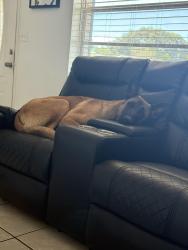 Lost Male Dog last seen Gulf highland ct, Port Richey, FL 34668
