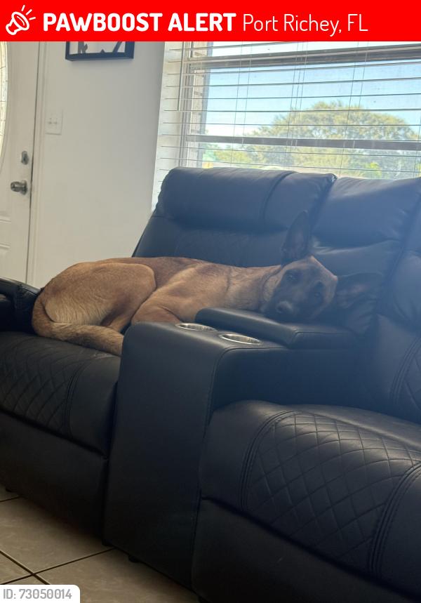 Lost Male Dog last seen Gulf highland ct, Port Richey, FL 34668