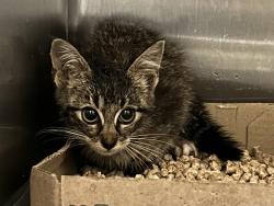 Shelter Stray Unknown Cat last seen Near Foxglove Court, VIRGINIA BEACH, VA, 23453, 341 S Birdneck Rd, Virginia Beach, VA 23451, USA
