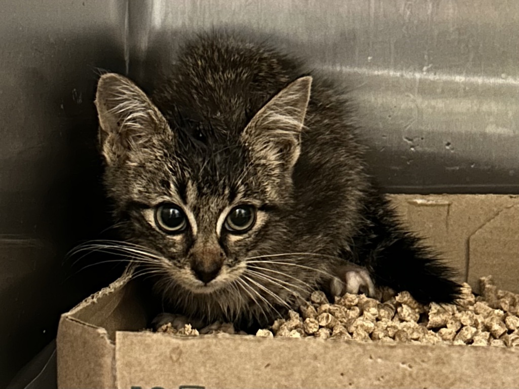 Shelter Stray Unknown Cat last seen Near Foxglove Court, VIRGINIA BEACH, VA, 23453, 341 S Birdneck Rd, Virginia Beach, VA 23451, USA