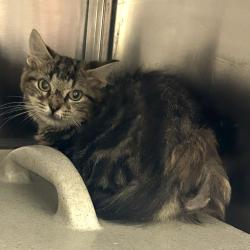 Shelter Stray Unknown Cat last seen Near Barten Court, VIRGINIA BEACH, VA, 23464, 341 S Birdneck Rd, Virginia Beach, VA 23451, USA