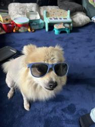 Lost Male Dog last seen 122nd/military rd, Puyallup, WA 98374