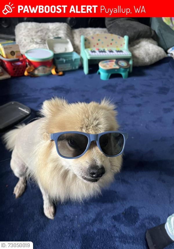 Lost Male Dog last seen 122nd/military rd, Puyallup, WA 98374