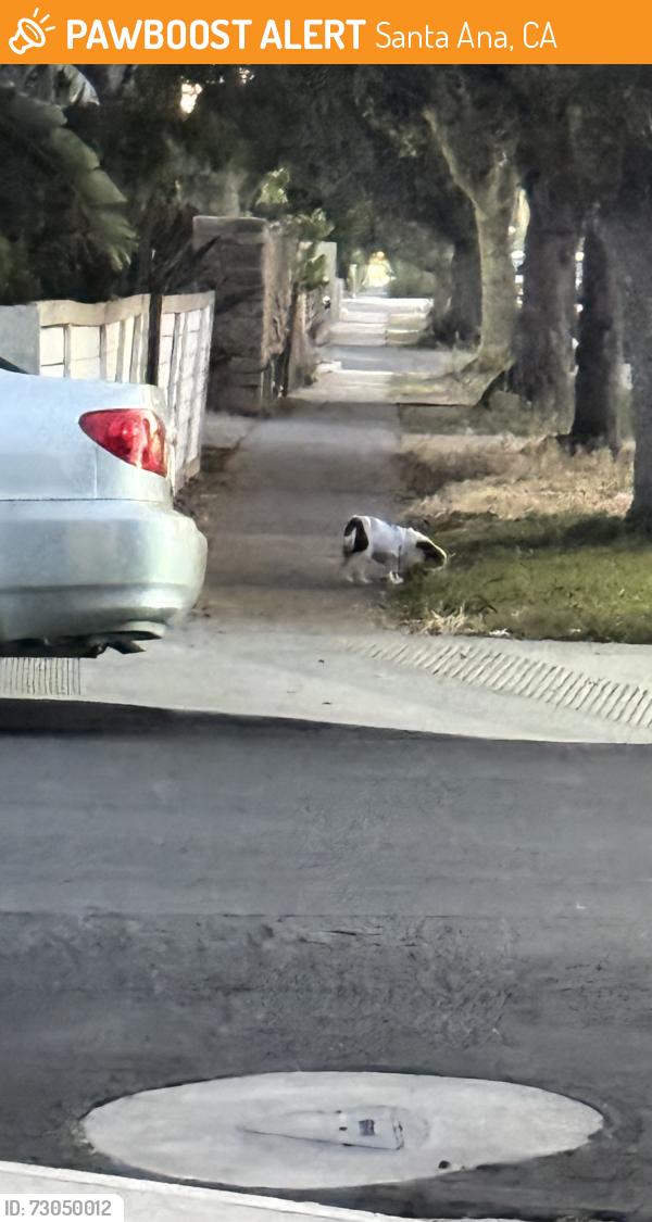 Found/Stray Unknown Dog last seen Saint Gertrude and kilson, Santa Ana, CA 92702