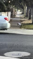 Found/Stray Unknown Dog last seen Saint Gertrude and kilson, Santa Ana, CA 92702