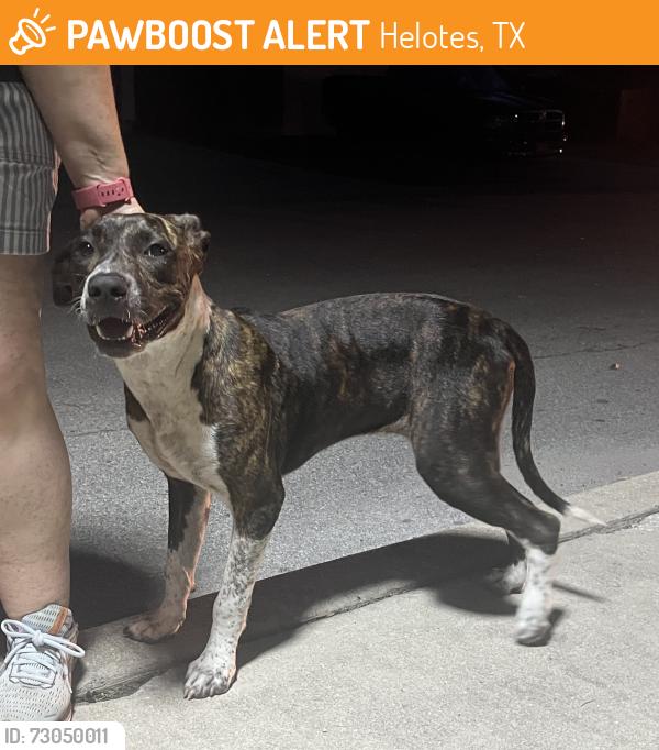 Found/Stray Female Dog last seen Flaming Run and Legend Trail, Helotes, TX 78023