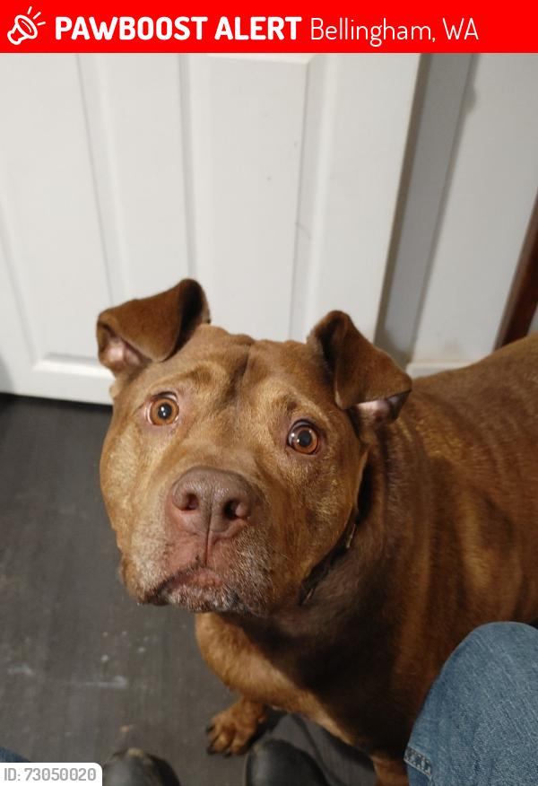 Lost Male Dog last seen Near W Maplewood Ave, Bellingham, WA, 98225, Bellingham, WA 98225