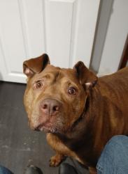 Lost Male Dog last seen Near W Maplewood Ave, Bellingham, WA, 98225, Bellingham, WA 98225