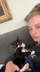 Lost Male Cat last seen Dunbar LN, El Cajon, CA 92021