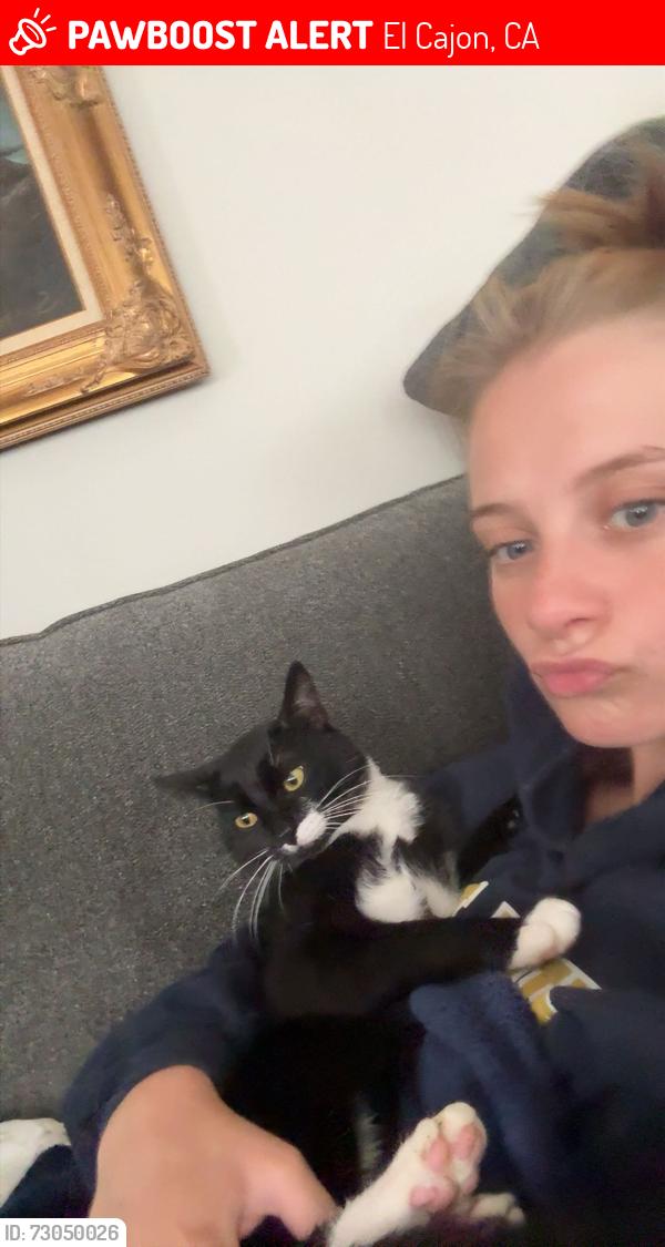 Lost Male Cat last seen Dunbar LN, El Cajon, CA 92021