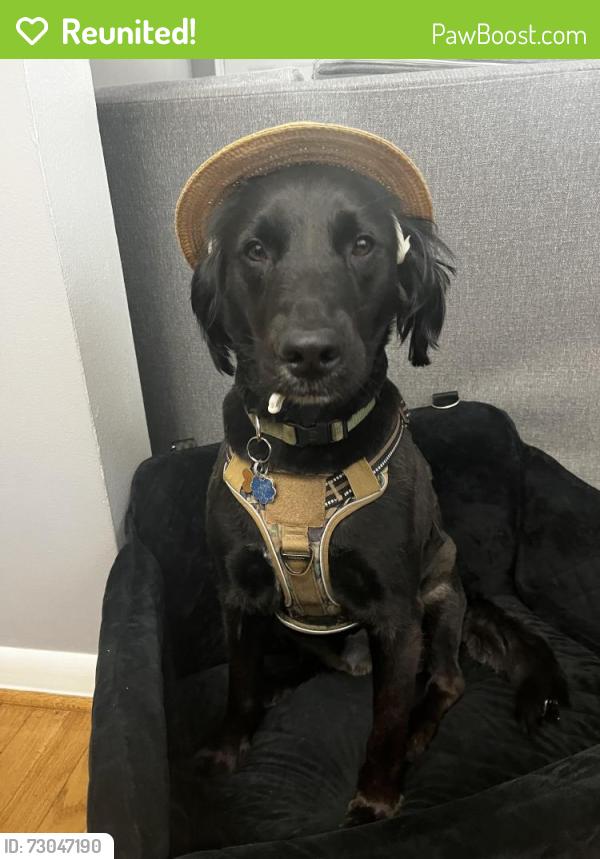 Reunited Male Dog last seen Near Ogden St Baltimore MD 21224, Baltimore, MD 21224