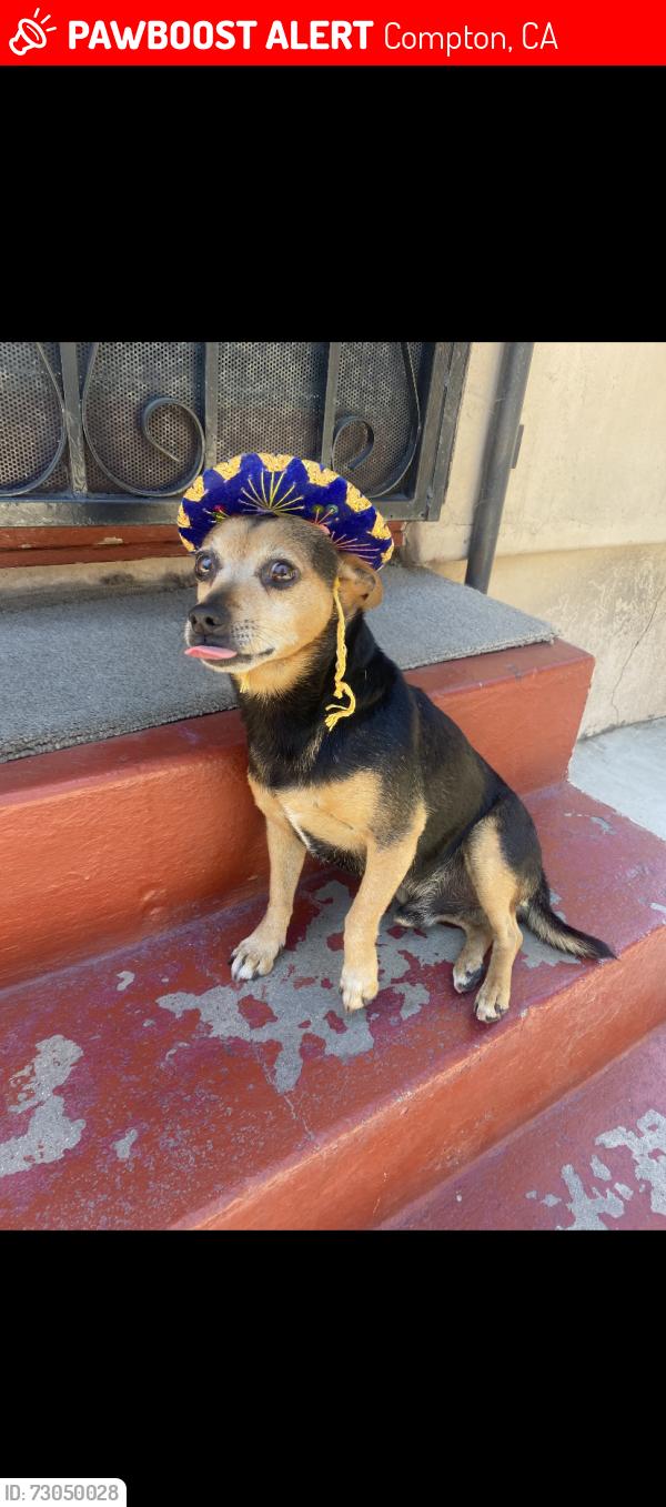 Lost Male Dog last seen Willowbrook st and Tamarind St, Compton, CA 90220