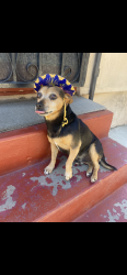 Lost Male Dog last seen Willowbrook st and Tamarind St, Compton, CA 90220