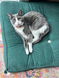 Lost Female Cat last seen Highlawn Dr , Columbus, OH 43229