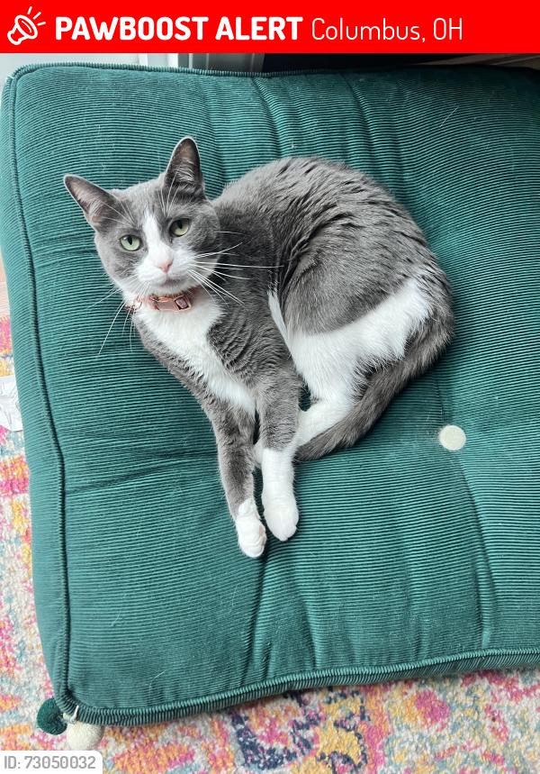 Lost Female Cat last seen Highlawn Dr , Columbus, OH 43229