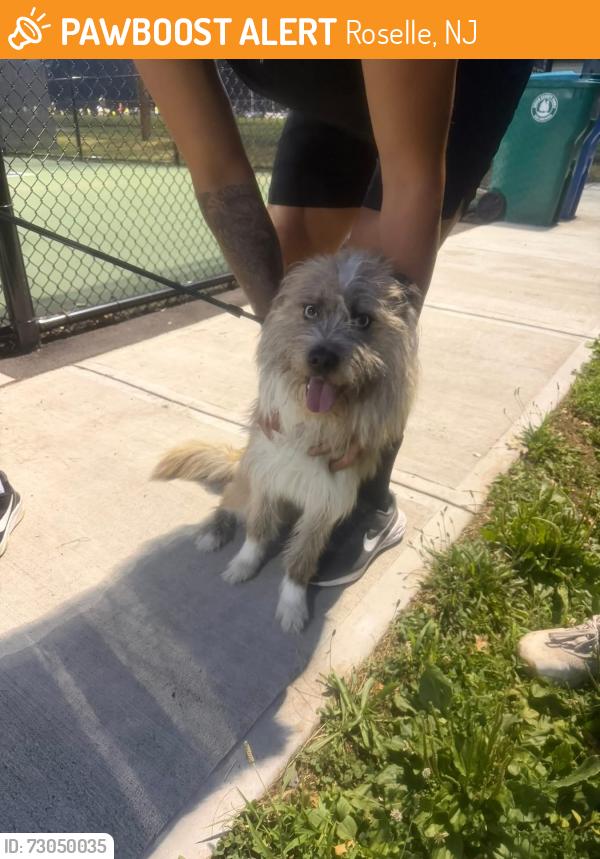 Found/Stray Male Dog last seen Near Tennis Court, Roselle, NJ 07203