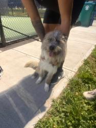 Found/Stray Male Dog last seen Near Tennis Court, Roselle, NJ 07203