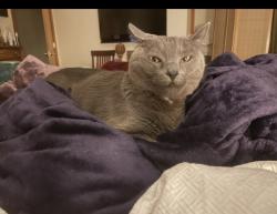 Reunited Male Cat last seen Near grand Avenue , Capitola, CA 95010